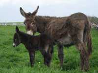 Our donkeys