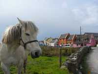 Fisherstreet with horse